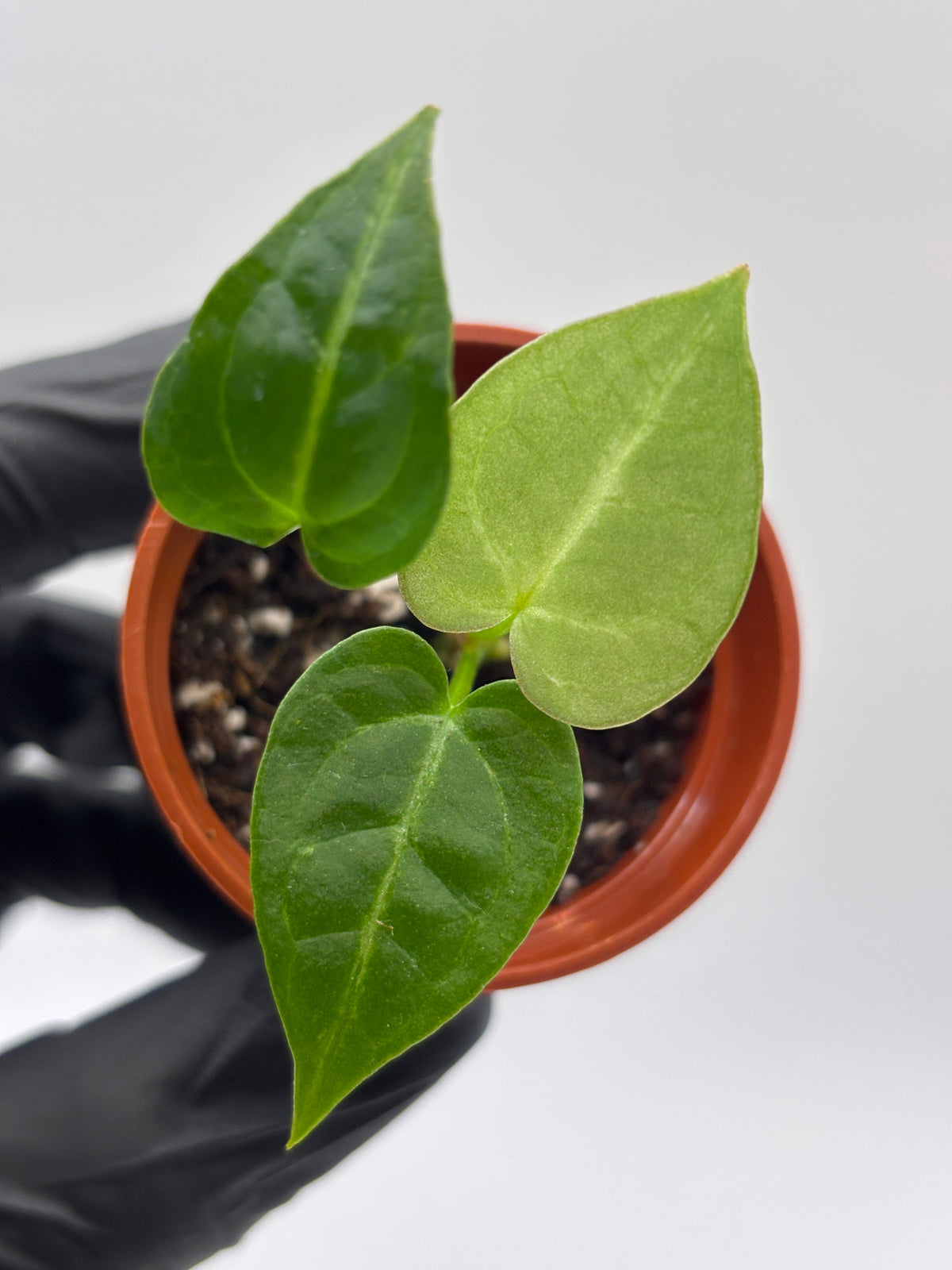 Anthurium Red Crystallinum x Dorayaki #7 exact plant photo 1