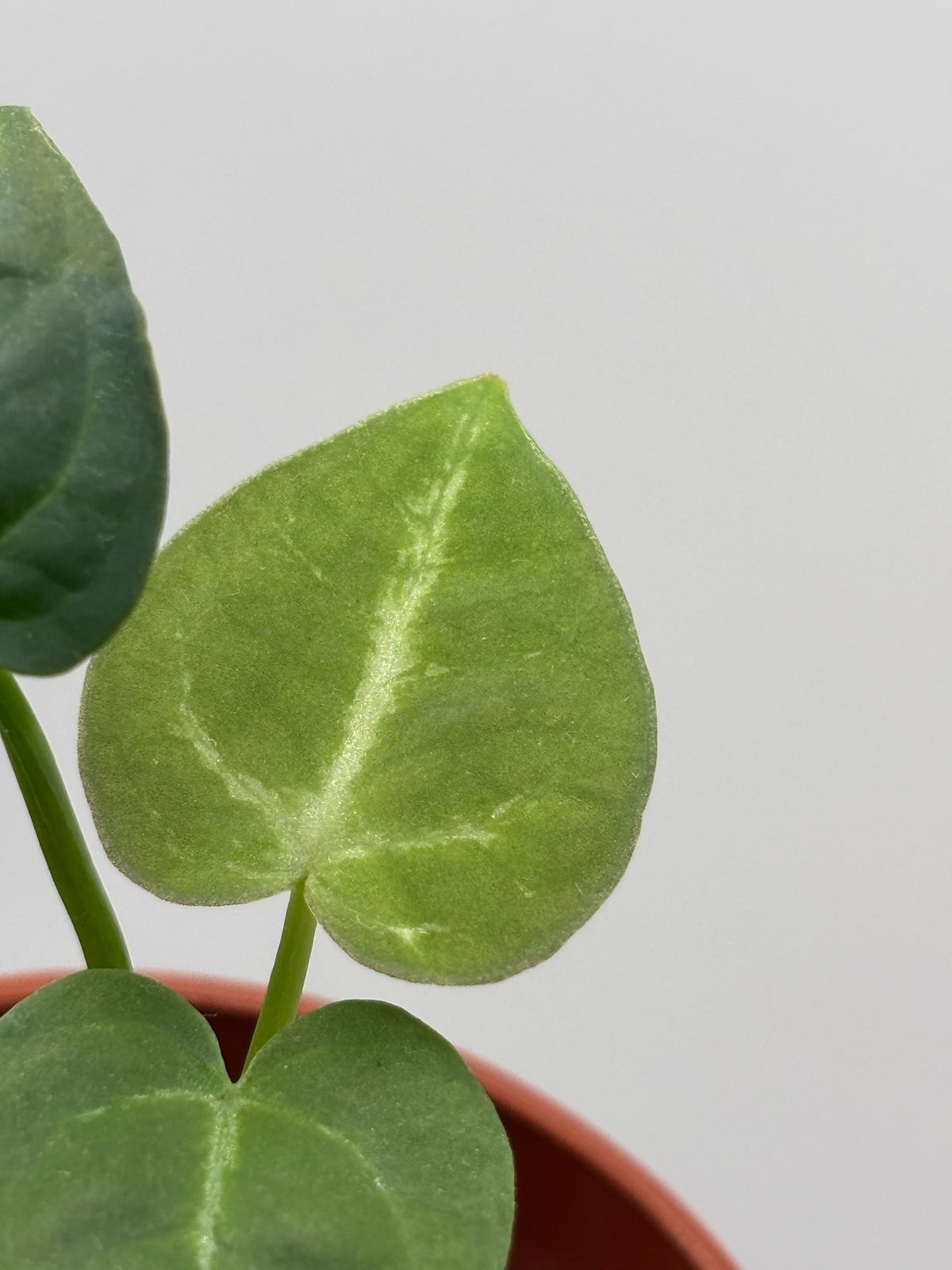 Anthurium Red Crystallinum x Dorayaki #7 exact plant photo 5