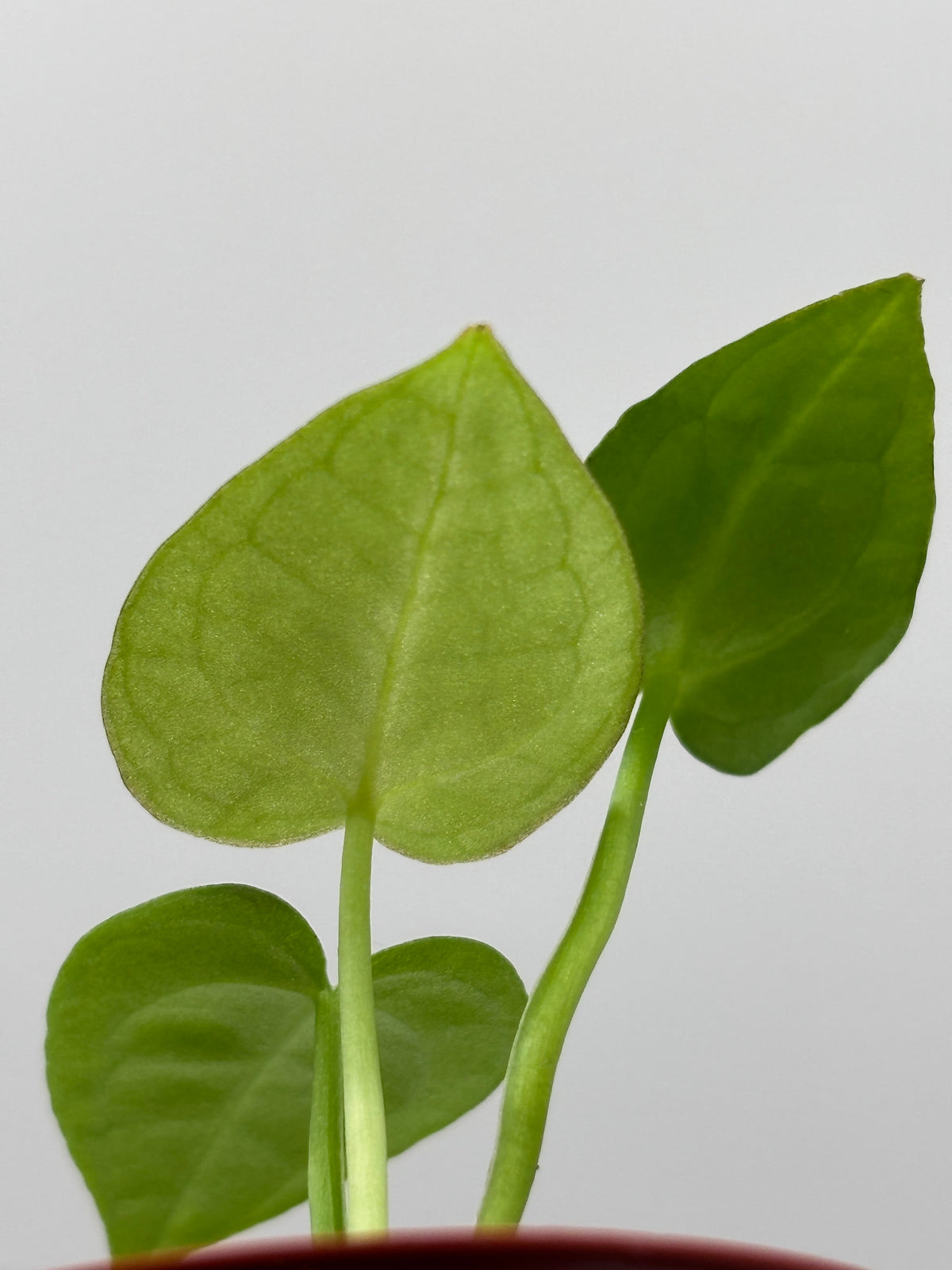 Anthurium Red Crystallinum x Dorayaki #7 exact plant photo 6