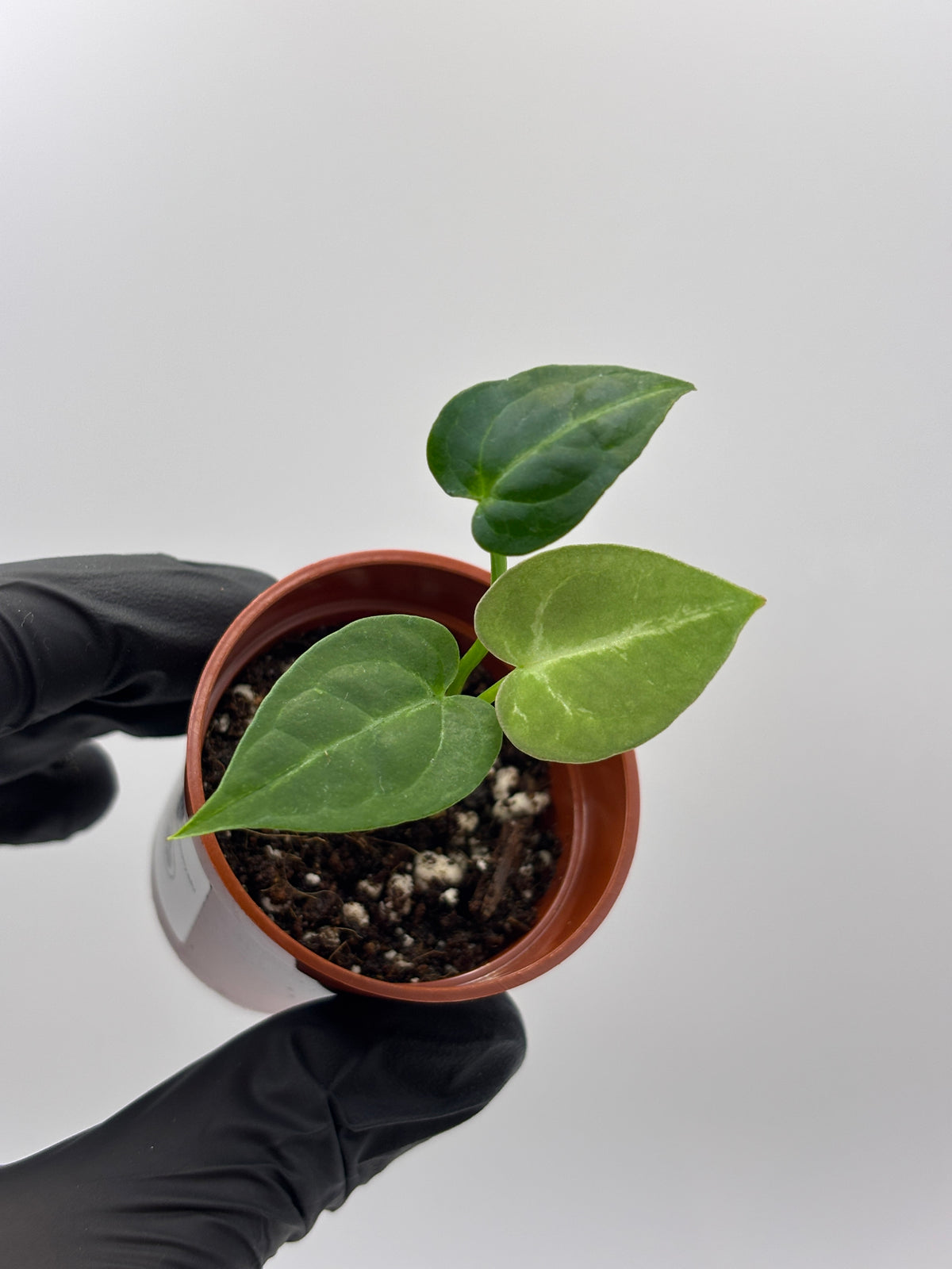 Anthurium Red Crystallinum x Dorayaki #7 exact plant photo 7