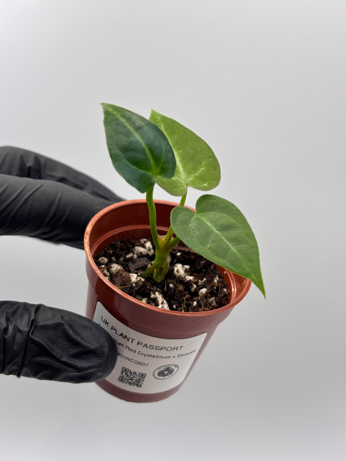 Anthurium Red Crystallinum x Dorayaki #7 exact plant photo 2