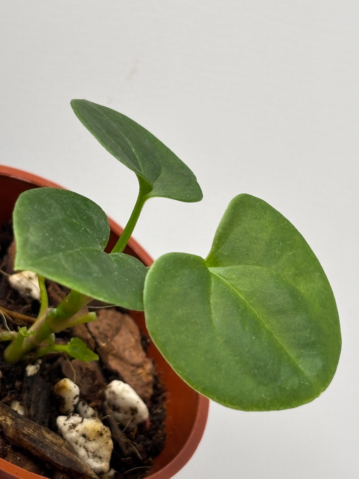 Anthurium Dark Phoenix #3 exact plant photo 8