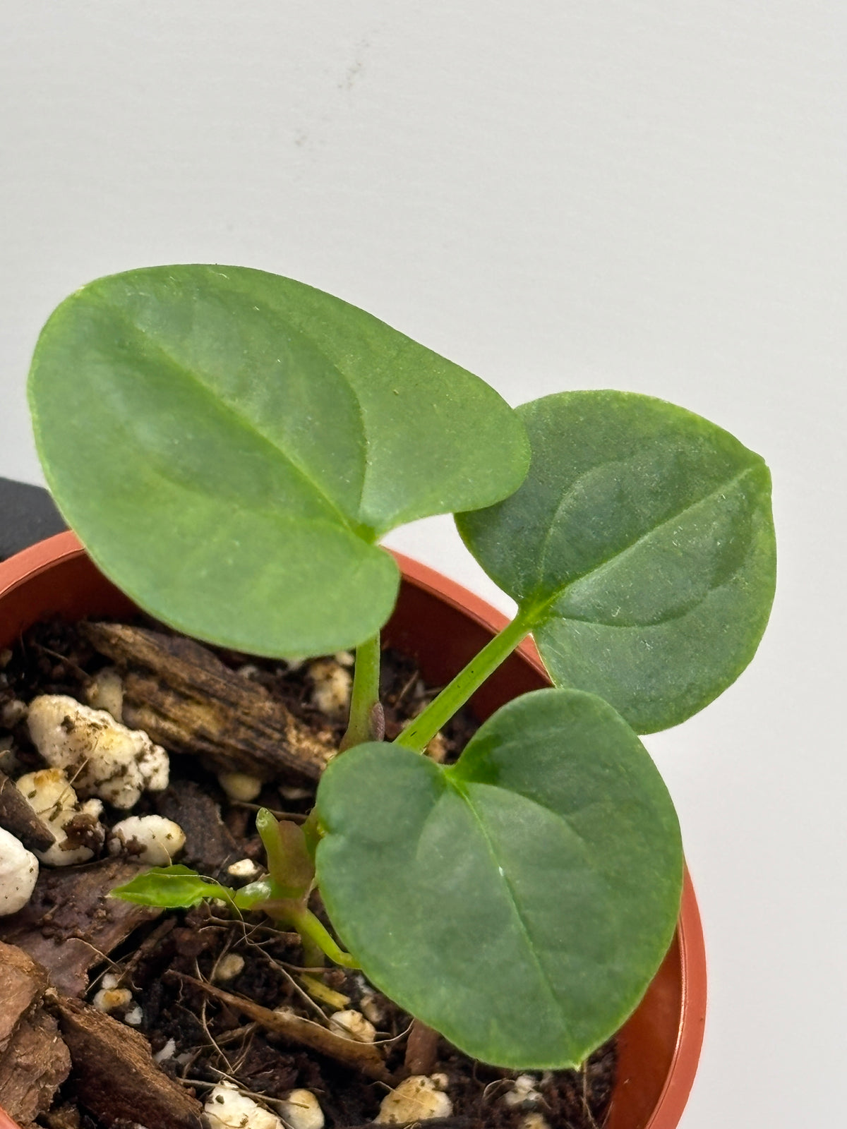Anthurium Dark Phoenix #3 exact plant photo 9