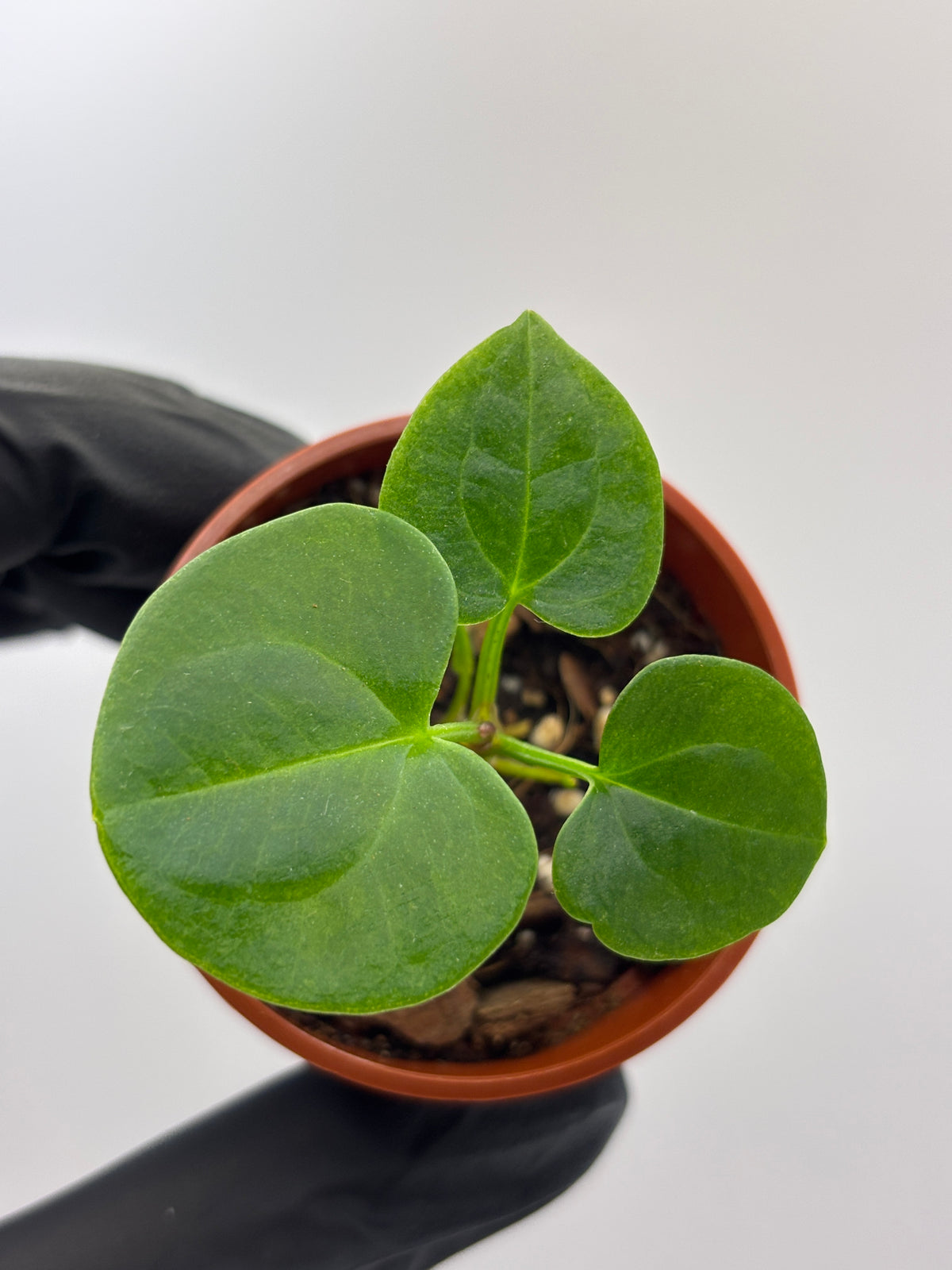 Anthurium Dark Phoenix #3 exact plant photo 1