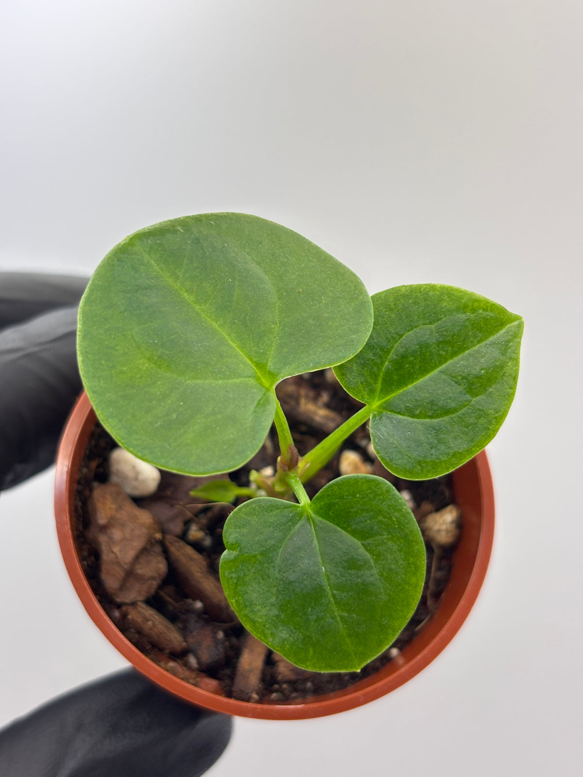 Anthurium Dark Phoenix #3 exact plant photo 4