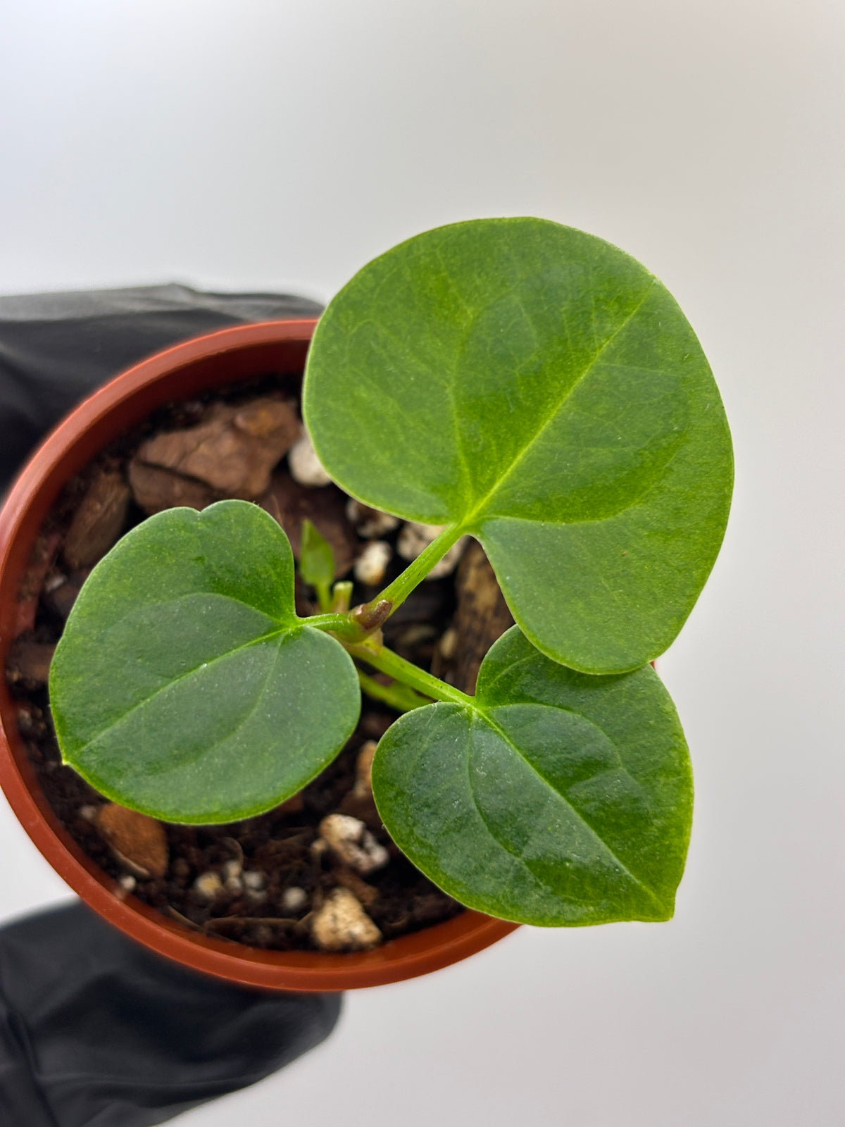 Anthurium Dark Phoenix #3 exact plant photo 2