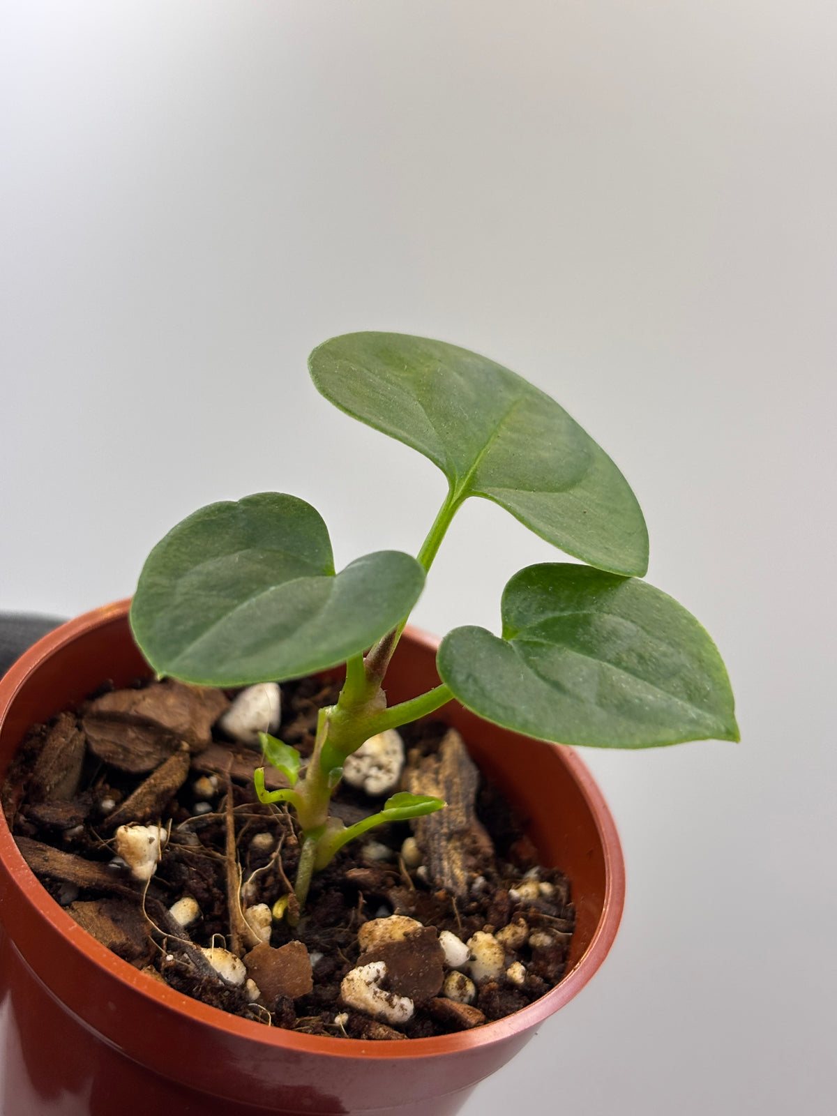 Anthurium Dark Phoenix #3 exact plant photo 11