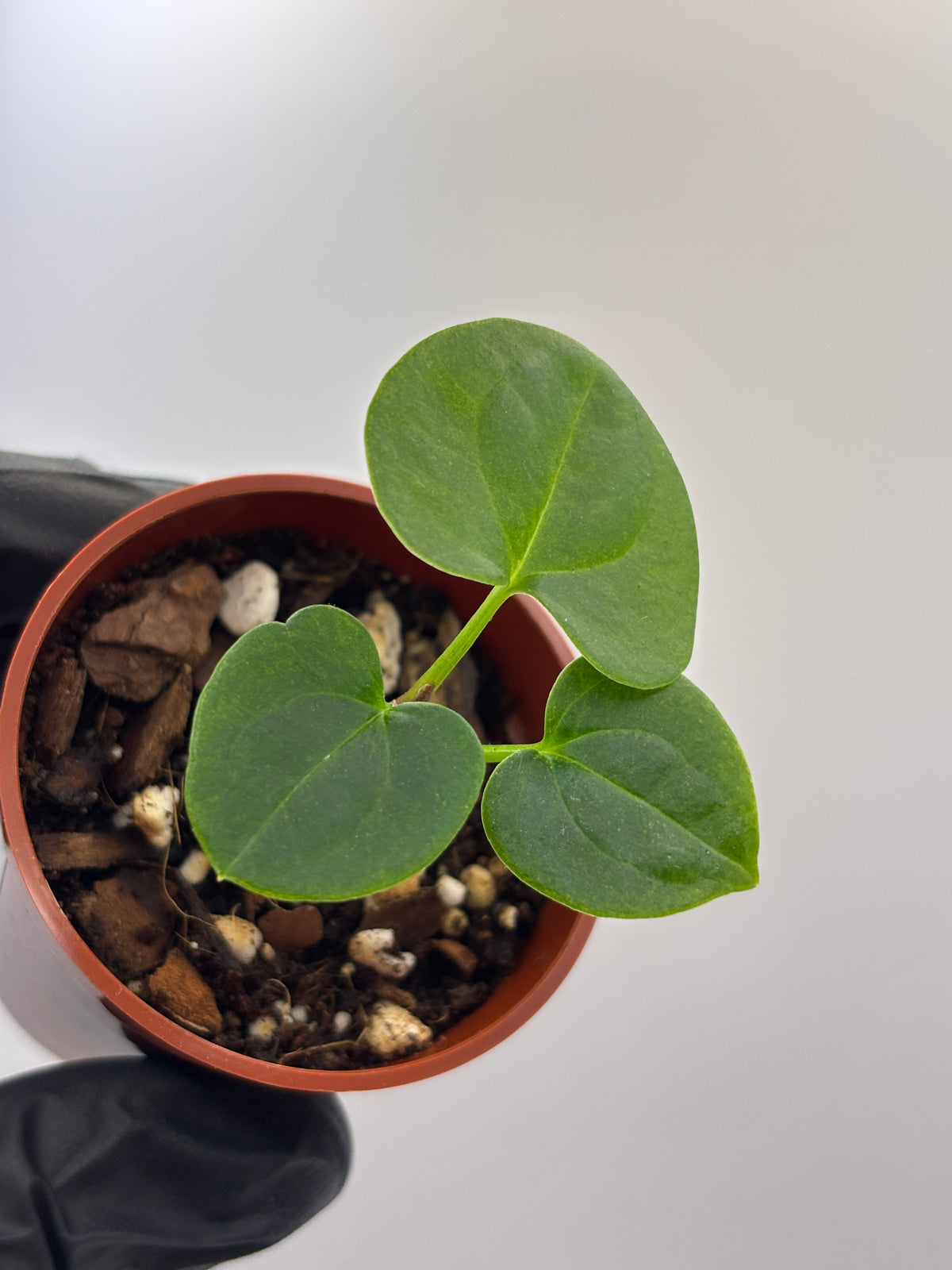 Anthurium Dark Phoenix #3 exact plant photo 3