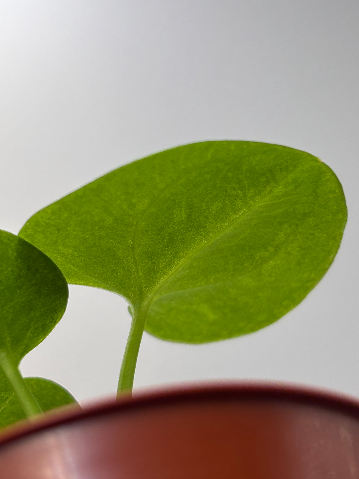Anthurium Dark Phoenix #3 exact plant photo 12