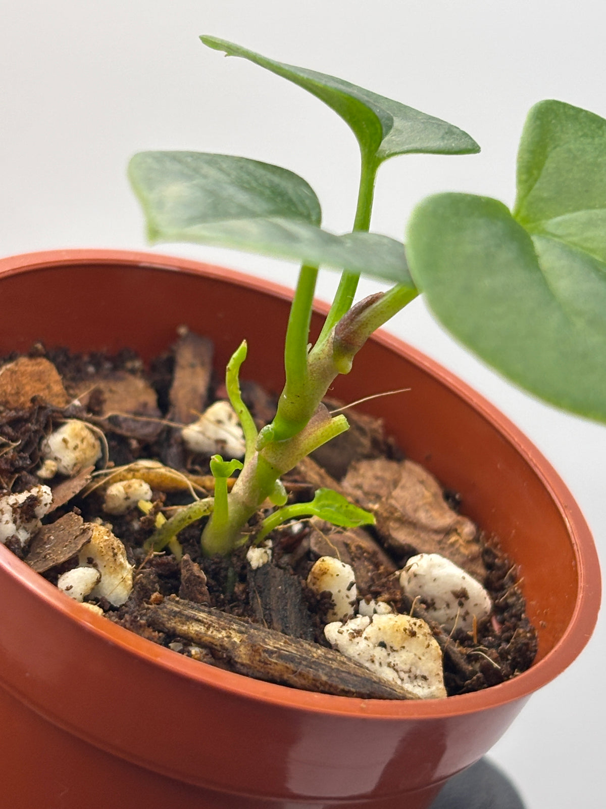 Anthurium Dark Phoenix #3 exact plant photo 13