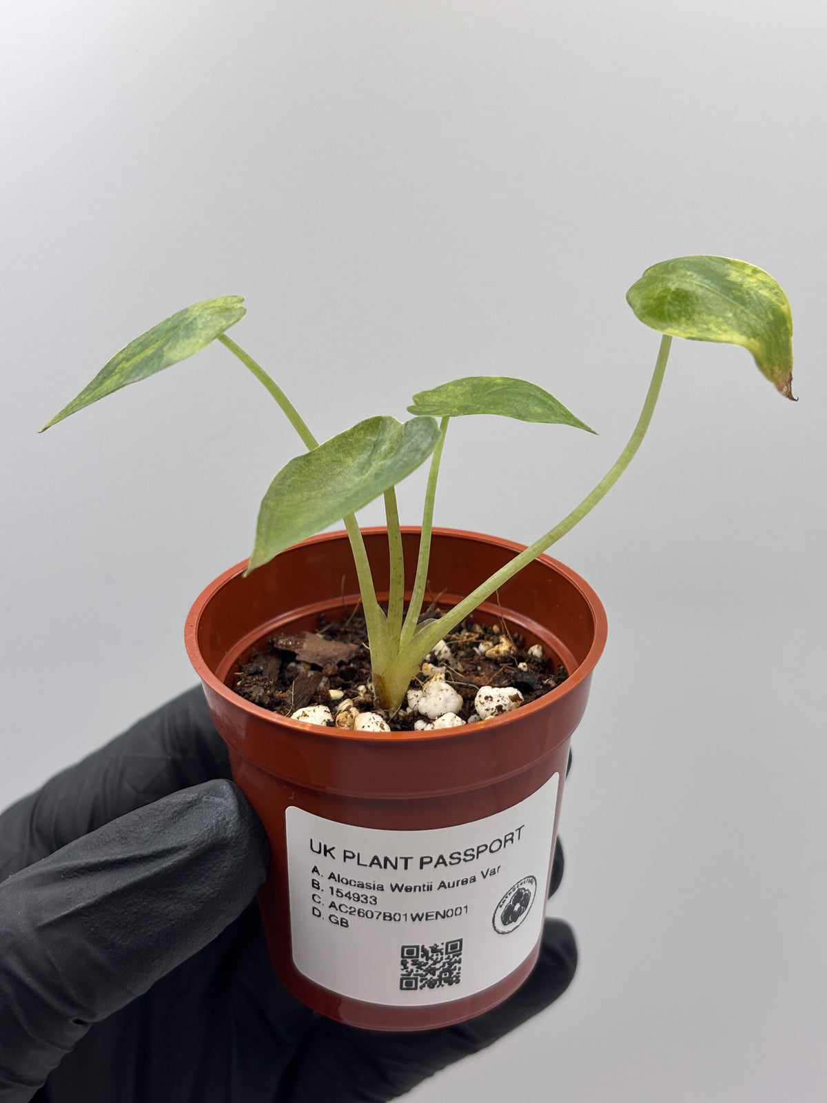 Alocasia Wentii Aurea Variegated #1 exact plant photo 6