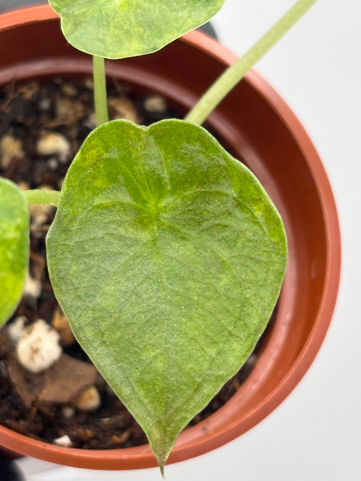 Alocasia Wentii Aurea Variegated #1 exact plant photo 4