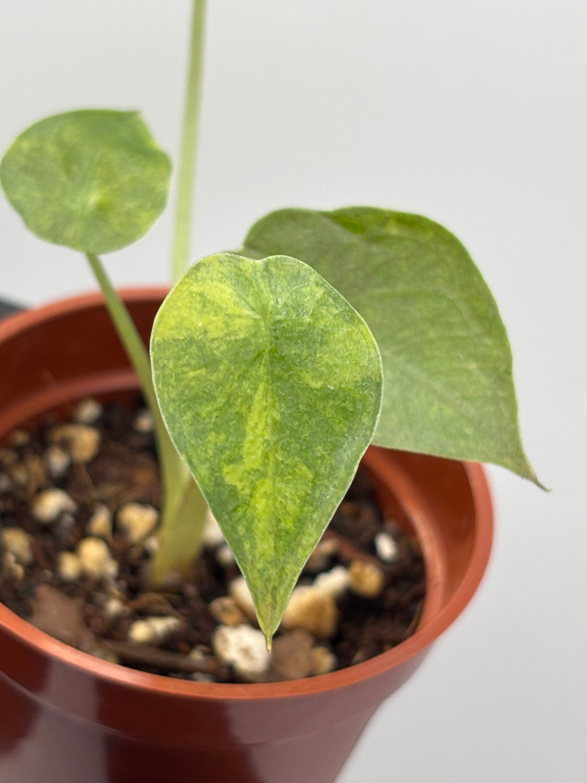Alocasia Wentii Aurea Variegated #1 exact plant photo 1