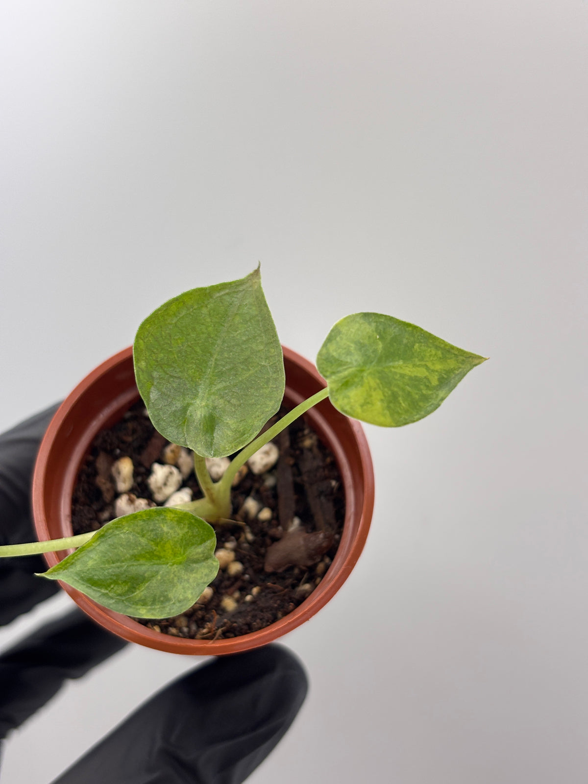 Alocasia Wentii Aurea Variegated #1 exact plant photo 5