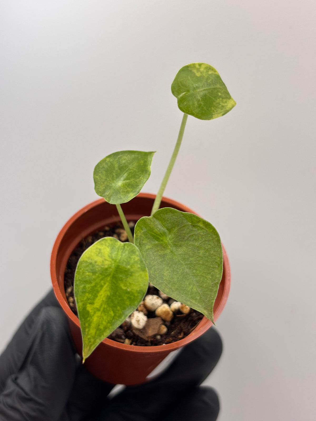Alocasia Wentii Aurea Variegated #1 exact plant photo 7