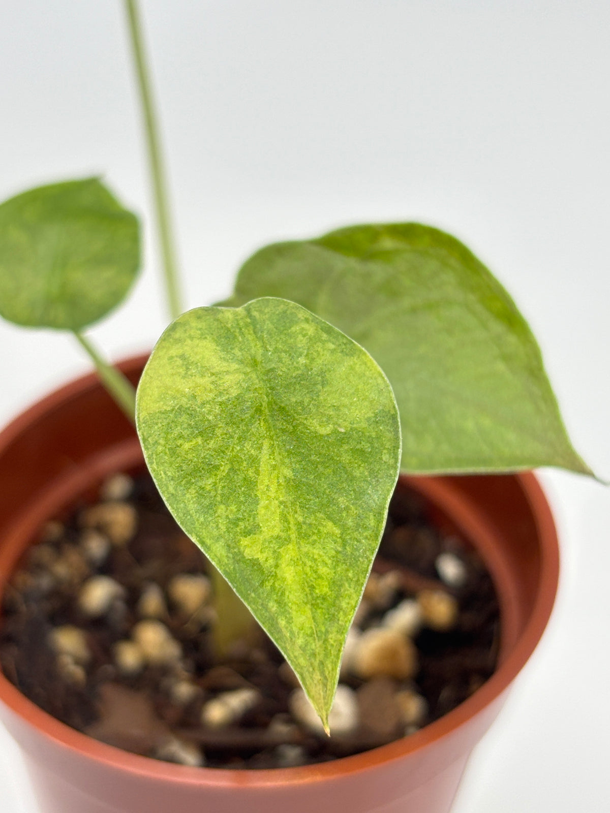 Alocasia Wentii Aurea Variegated #1 exact plant photo 8