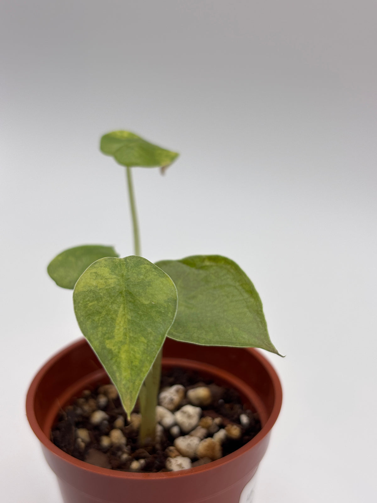 Alocasia Wentii Aurea Variegated #1 exact plant photo 9