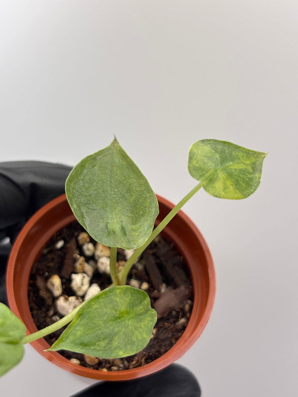 Alocasia Wentii Aurea Variegated #1 exact plant photo 10