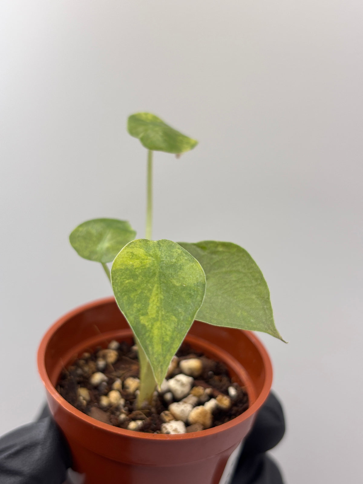 Alocasia Wentii Aurea Variegated #1 exact plant photo 11