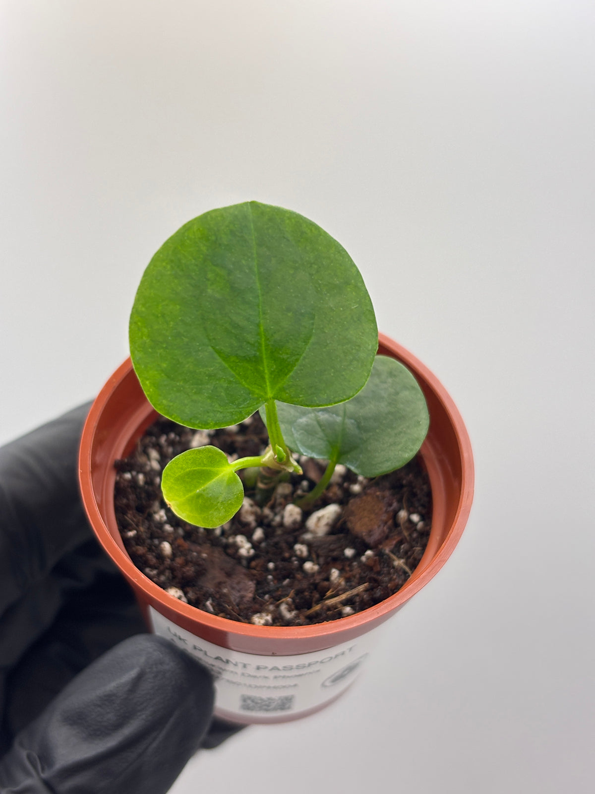 Anthurium Dark Phoenix #4 exact plant photo 1