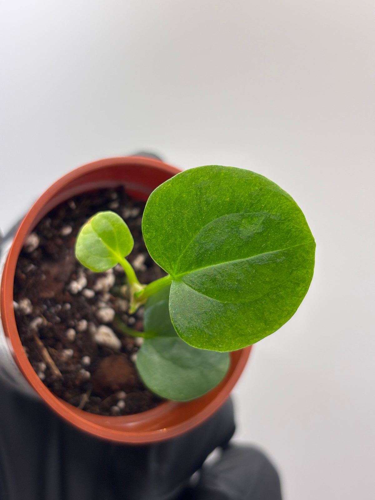 Anthurium Dark Phoenix #4 exact plant photo 2