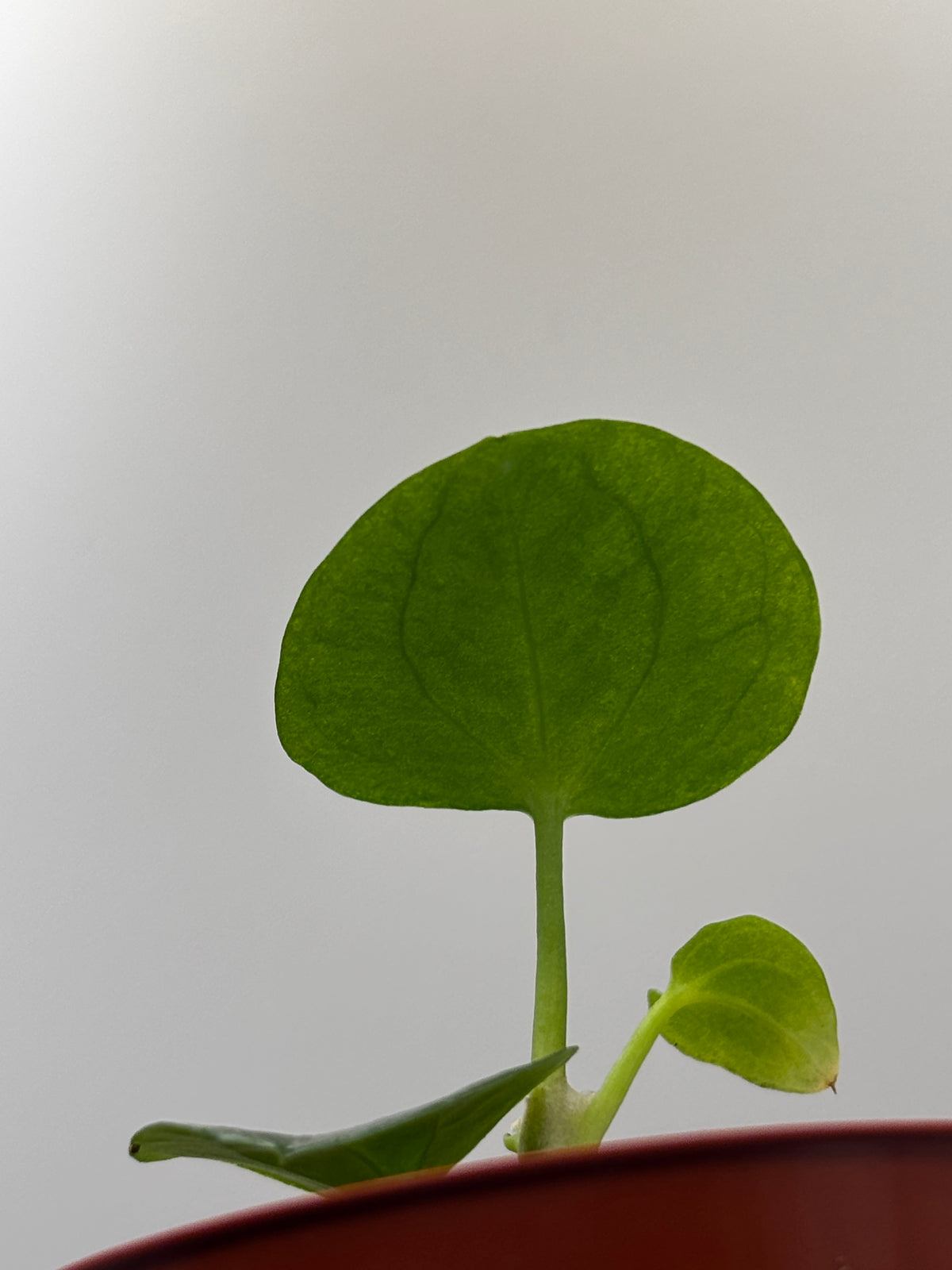 Anthurium Dark Phoenix #4 exact plant photo 6