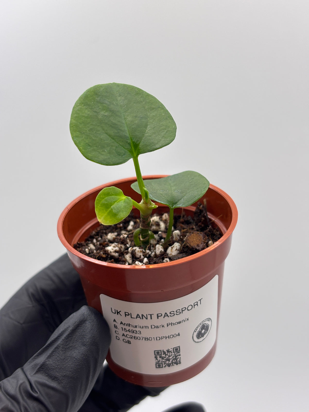 Anthurium Dark Phoenix #4 exact plant photo 3