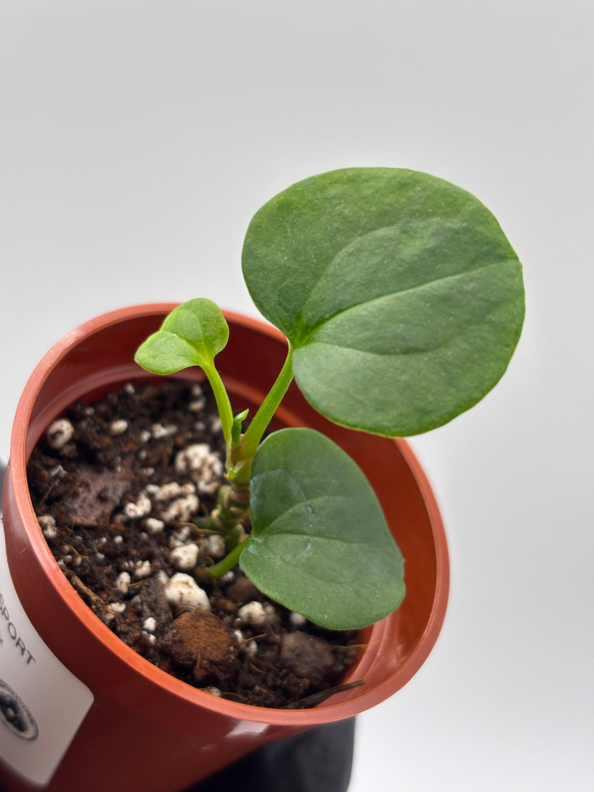 Anthurium Dark Phoenix #4 exact plant photo 5