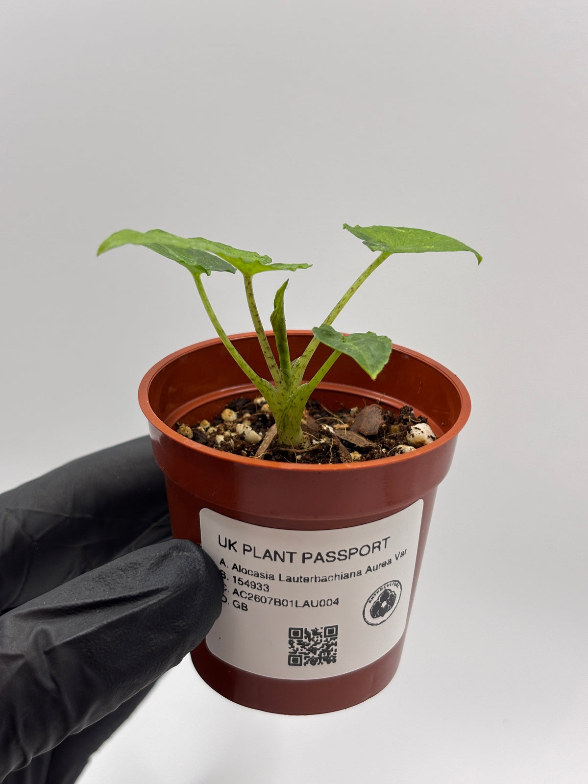 Alocasia Lauterbachiana Aurea Variegated #4 exact plant photo 4