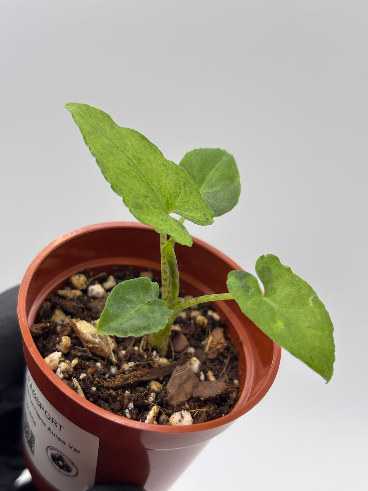 Alocasia Lauterbachiana Aurea Variegated #4 exact plant photo 6