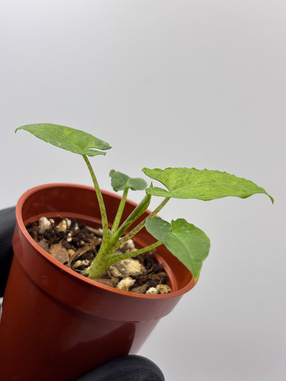 Alocasia Lauterbachiana Aurea Variegated #4 exact plant photo 7