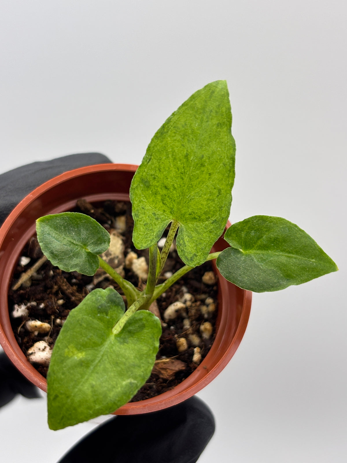 Alocasia Lauterbachiana Aurea Variegated #4 exact plant photo 8