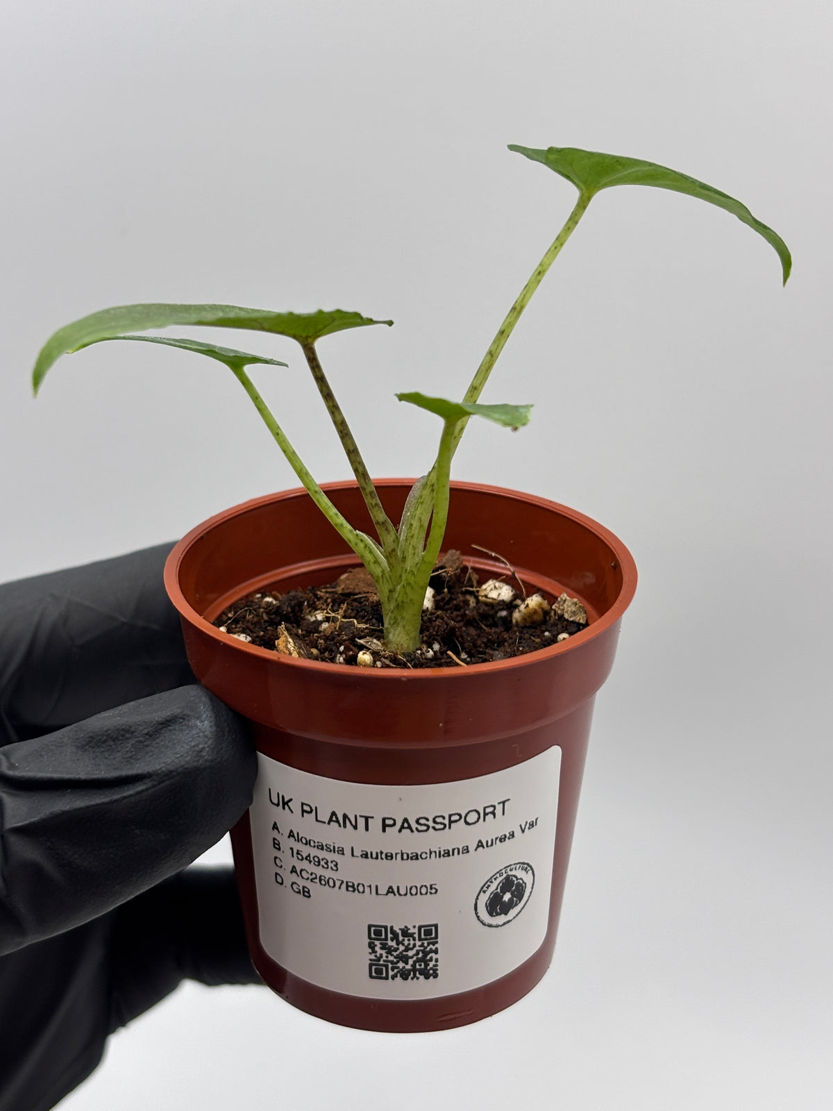 Alocasia Lauterbachiana Aurea Variegated #5 exact plant photo 6
