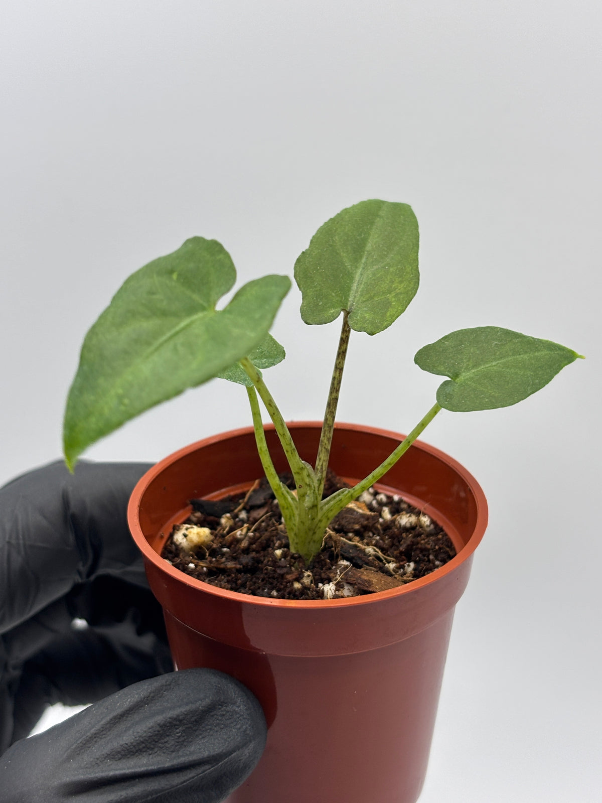 Alocasia Lauterbachiana Aurea Variegated #5 exact plant photo 1