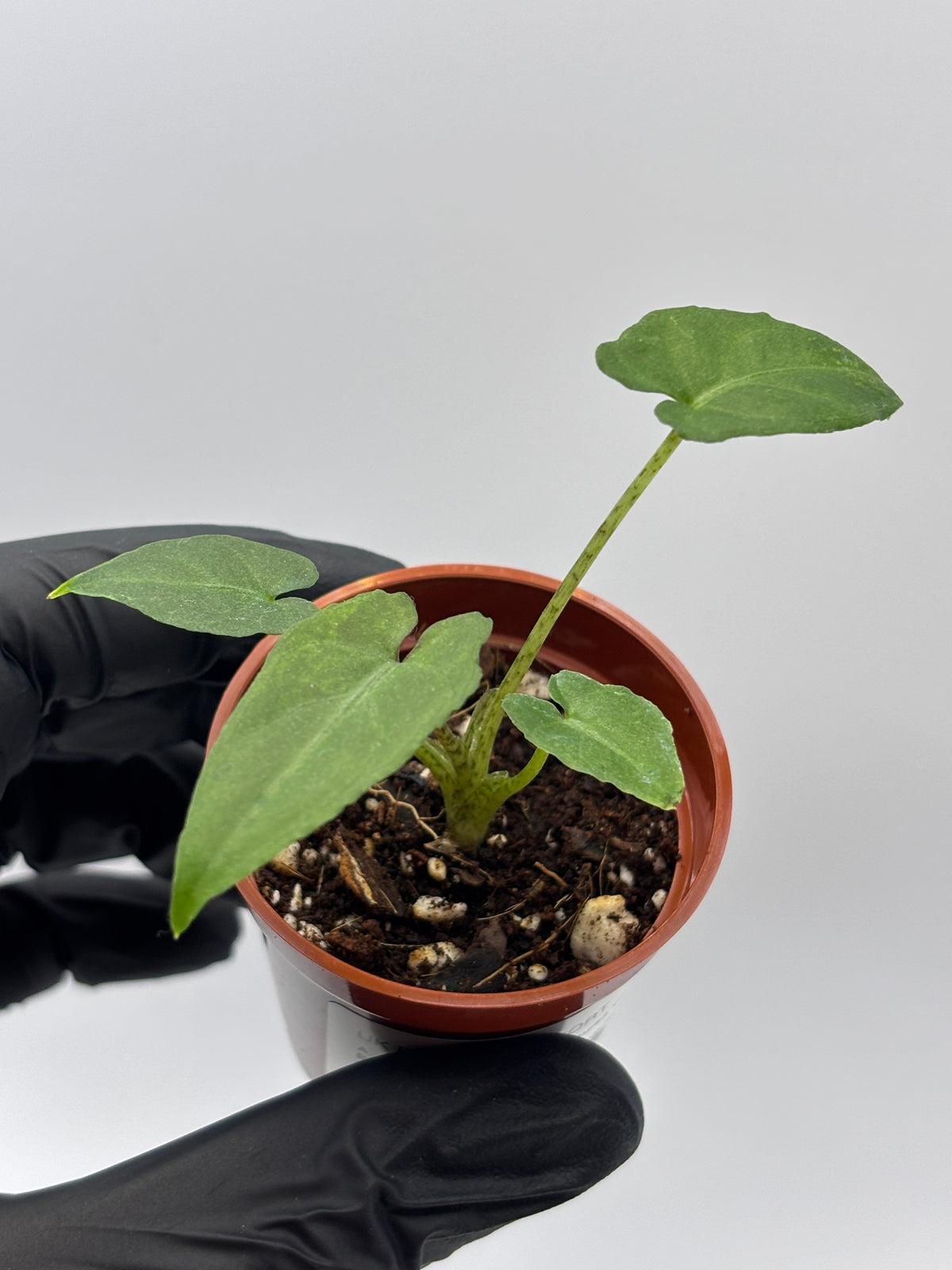 Alocasia Lauterbachiana Aurea Variegated #5 exact plant photo 4