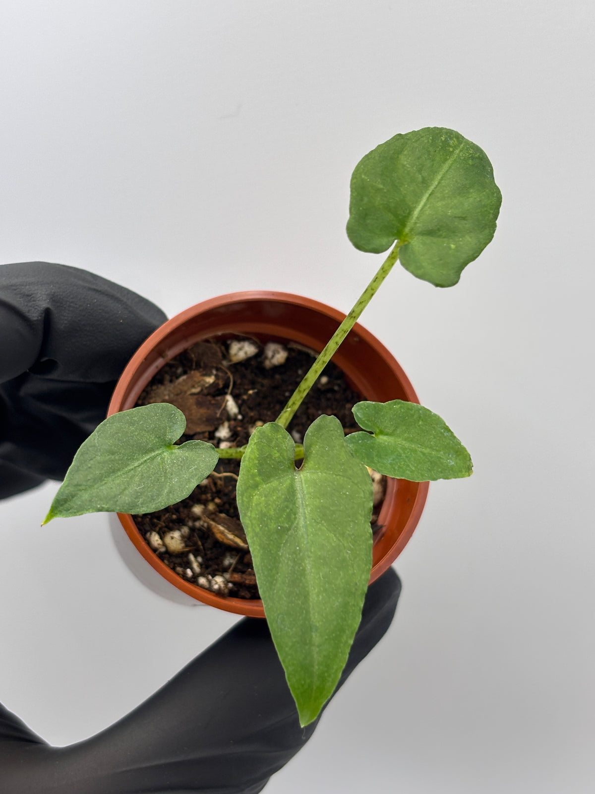 Alocasia Lauterbachiana Aurea Variegated #5 exact plant photo 7
