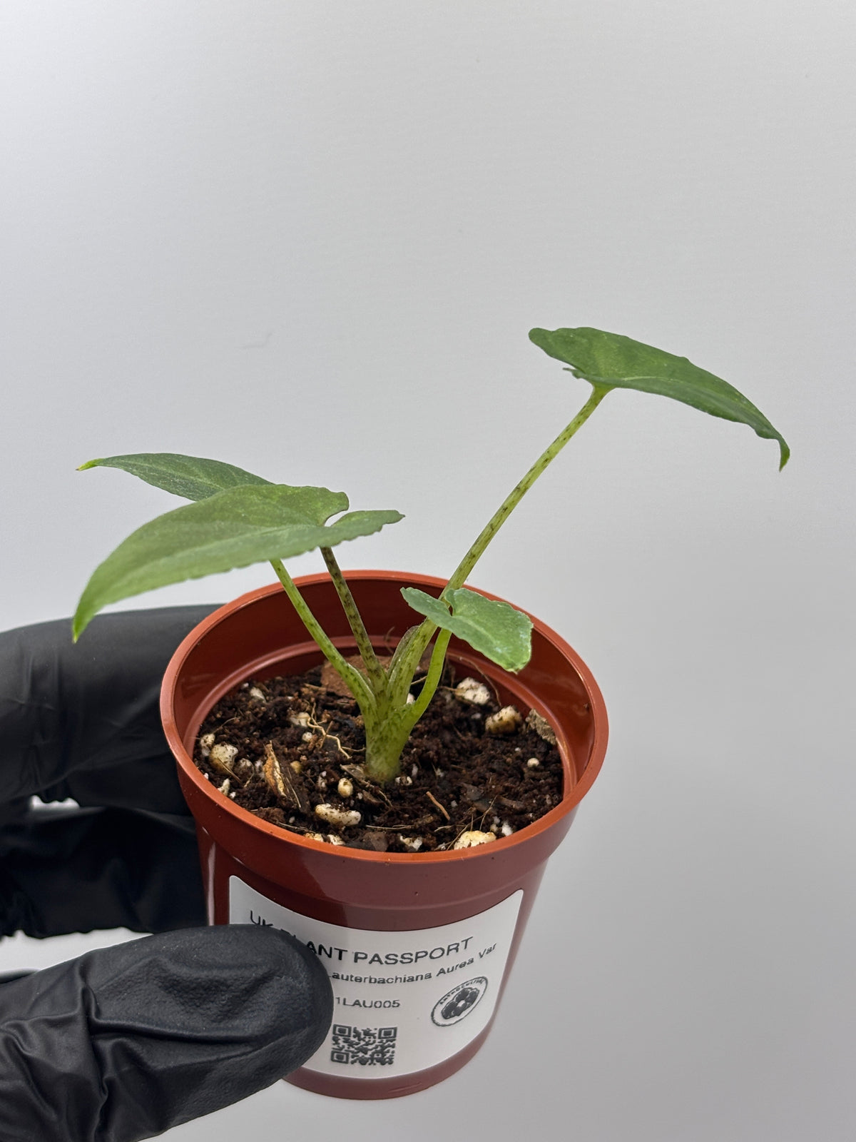 Alocasia Lauterbachiana Aurea Variegated #5 exact plant photo 8