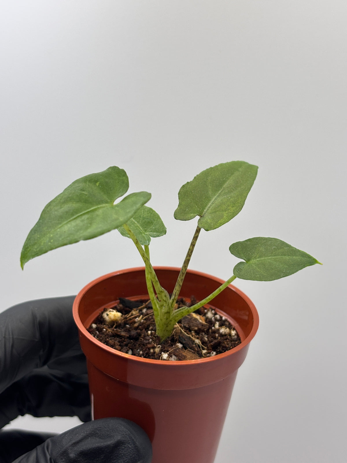 Alocasia Lauterbachiana Aurea Variegated #5 exact plant photo 9