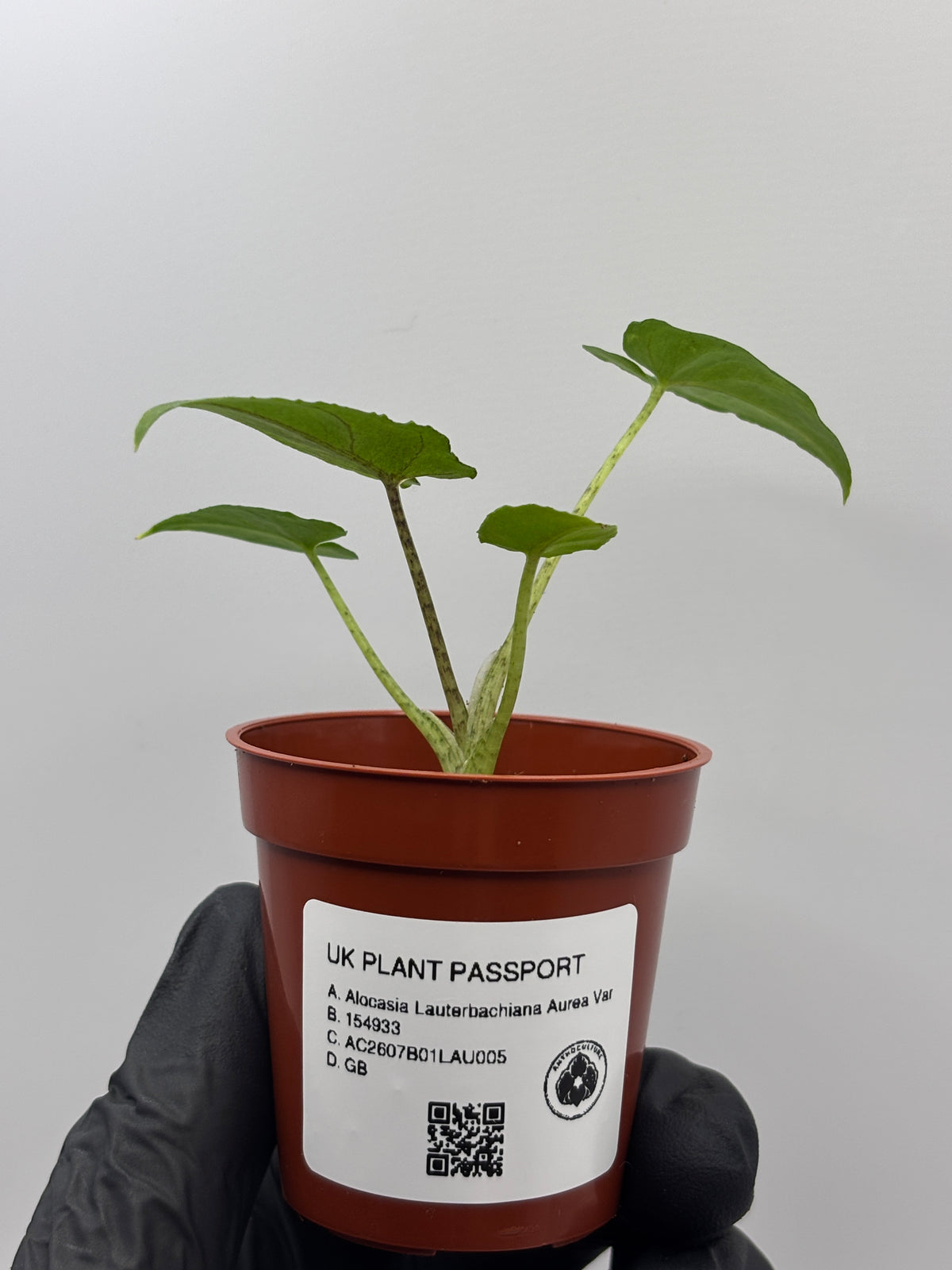Alocasia Lauterbachiana Aurea Variegated #5 exact plant photo 11