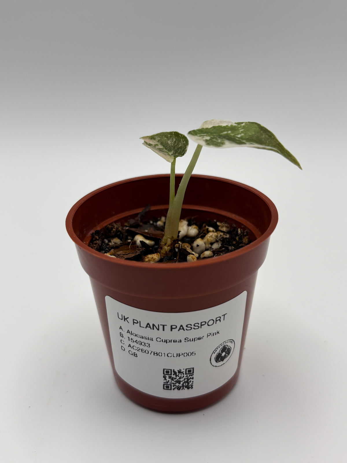 Alocasia Cuprea Super Pink Variegated #05