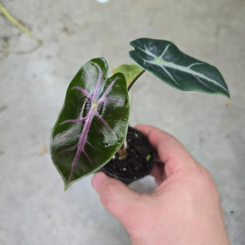 Alocasia Longiloba Suhirmaniana Purple Vein #13 exact plant photo 1